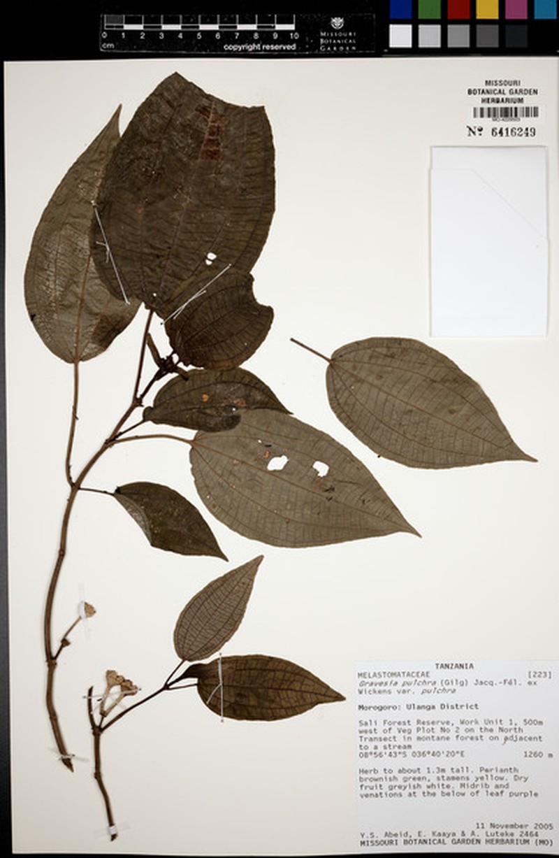 Gravesia pulchra var. pulchra photo 3