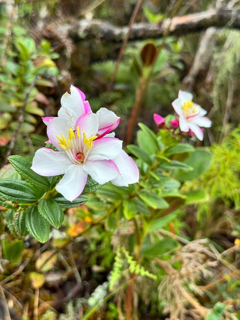 Gravesia serratifolia