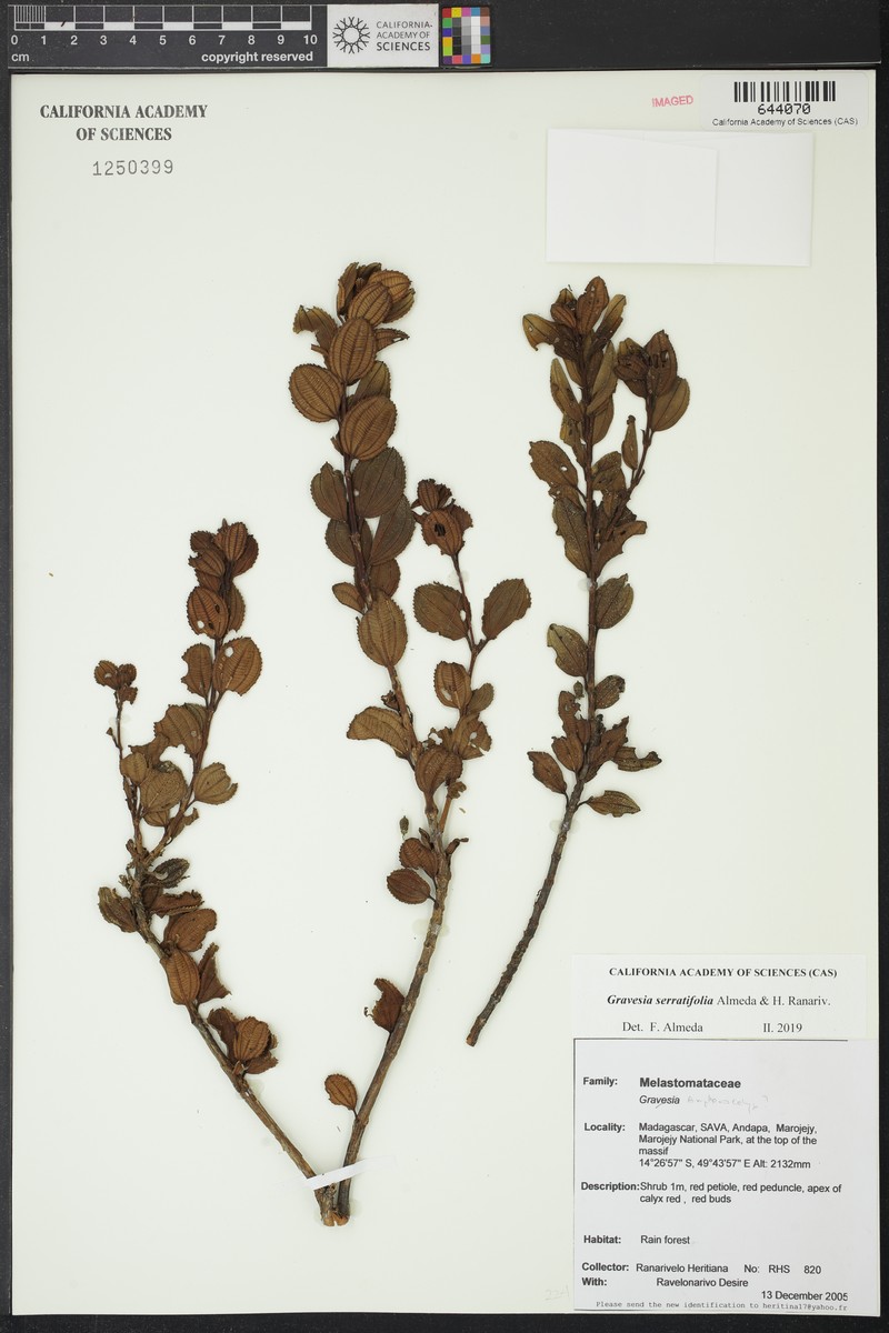 Gravesia serratifolia photo 2