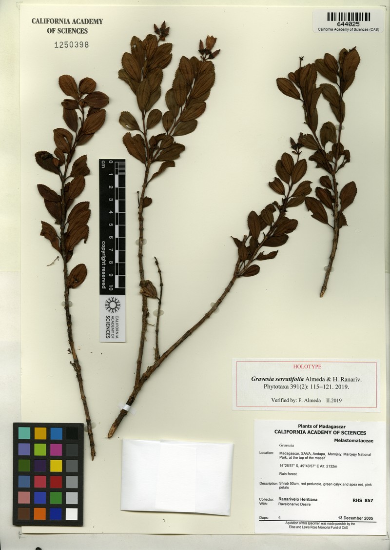 Gravesia serratifolia photo 3