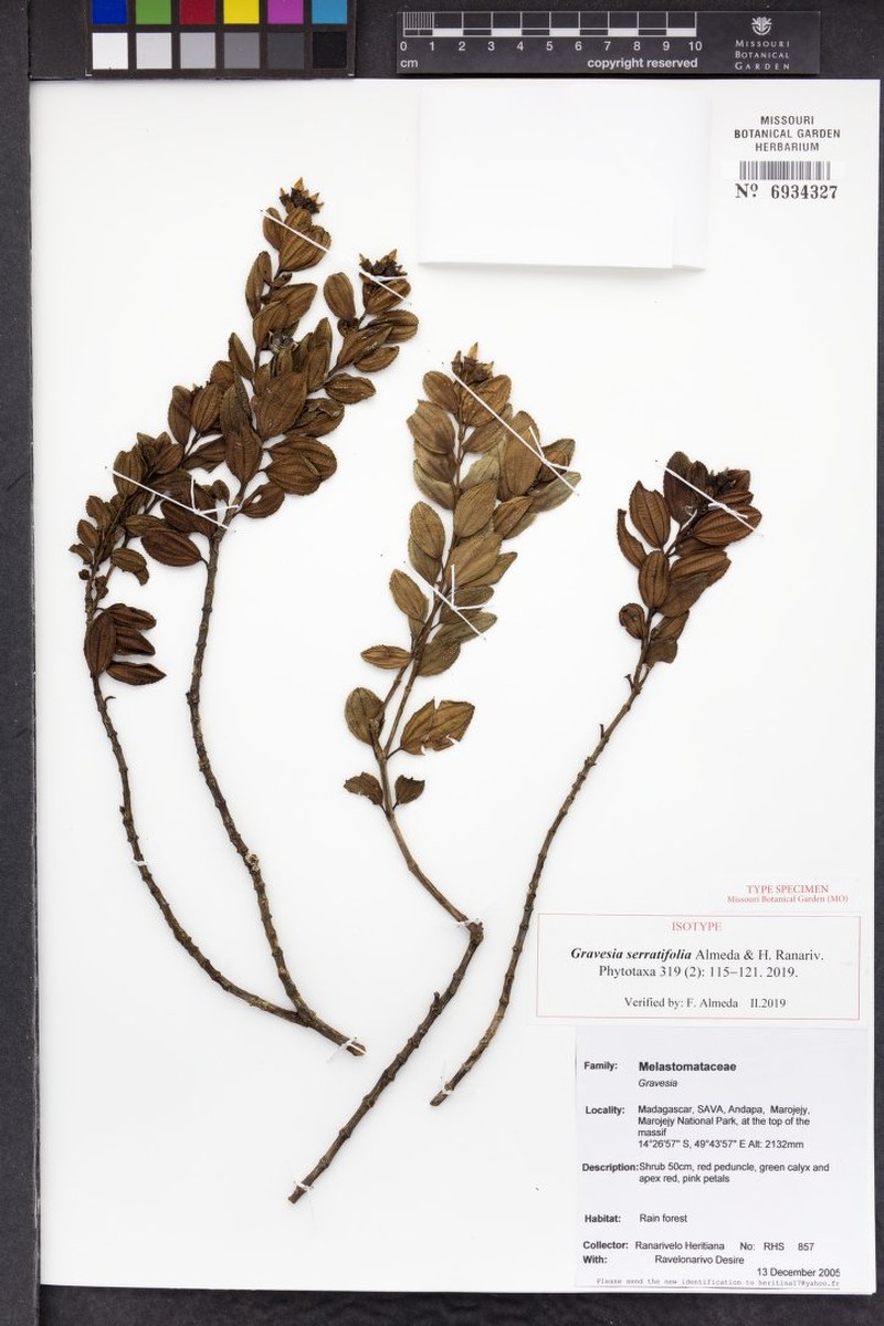 Gravesia serratifolia photo 4