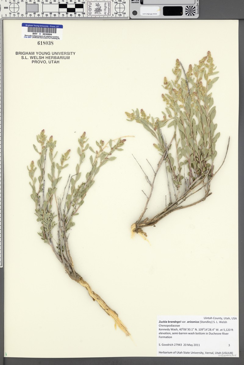 Grayia arizonica