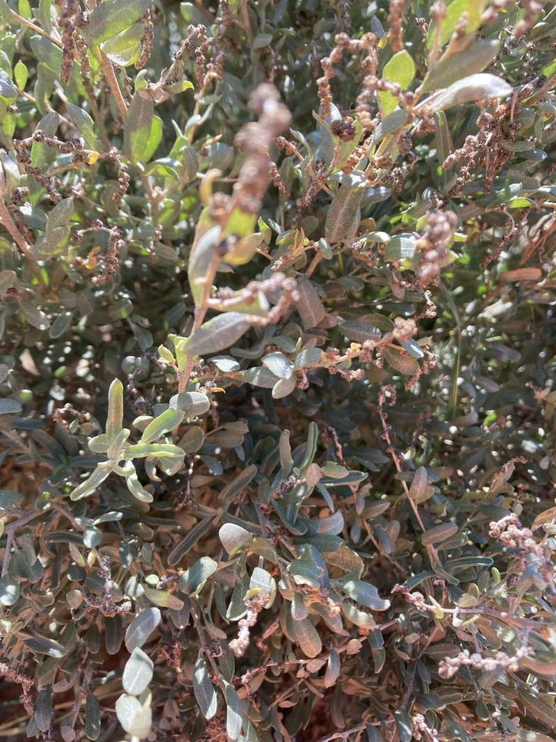 Siltbush photo 5