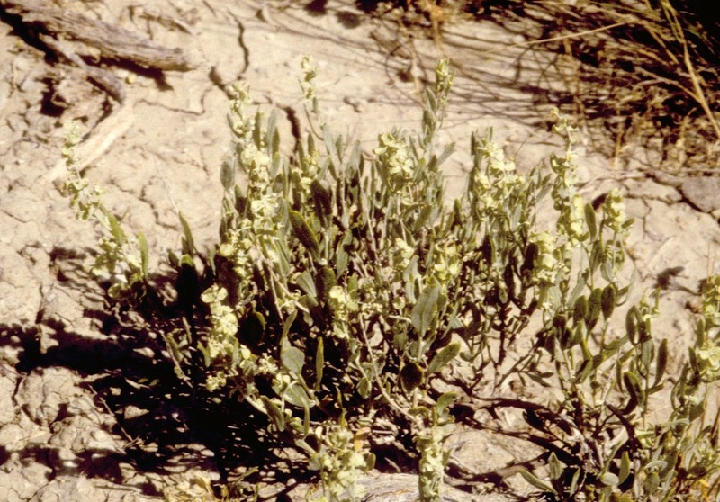 Grayia plummeri