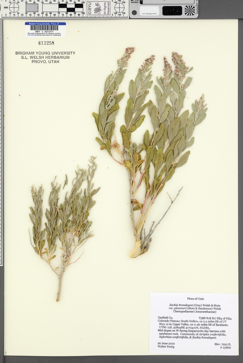 Grayia plummeri photo 2