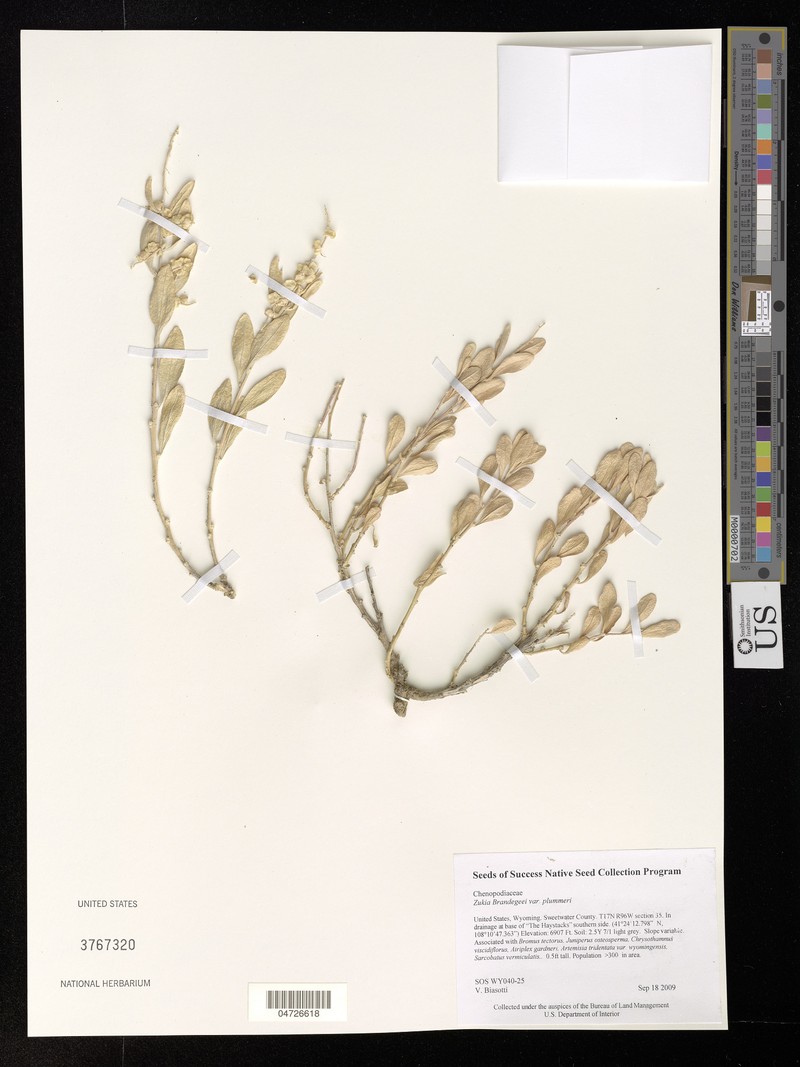 Grayia plummeri photo 3