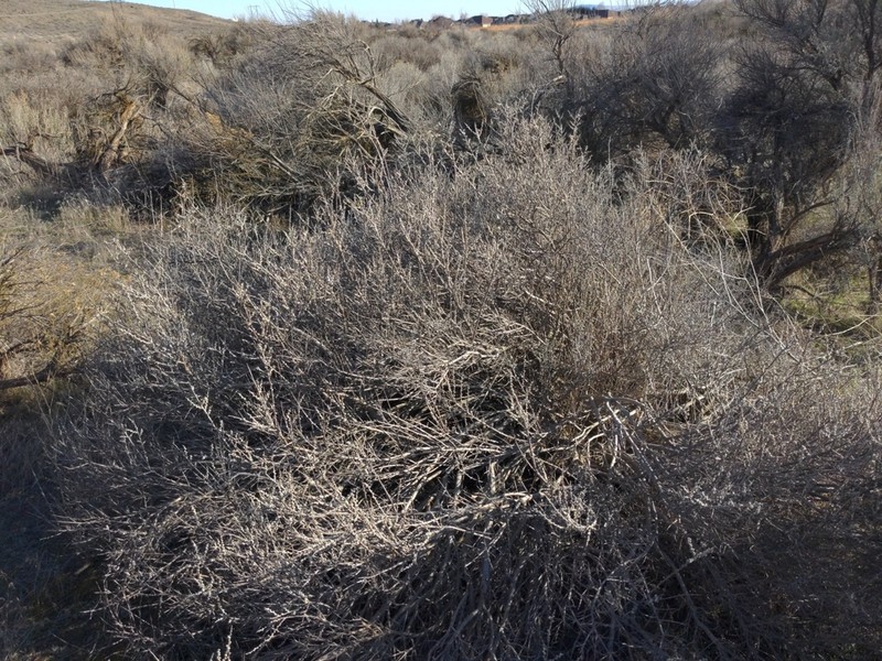Spiny Hopsage photo 2