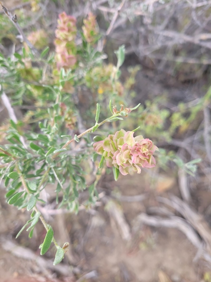 Spiny Hopsage photo 6