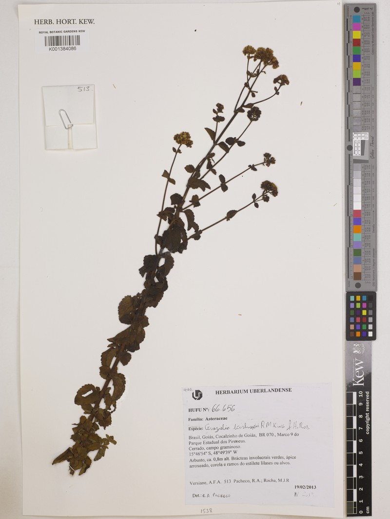 Grazielia bishopii photo 2