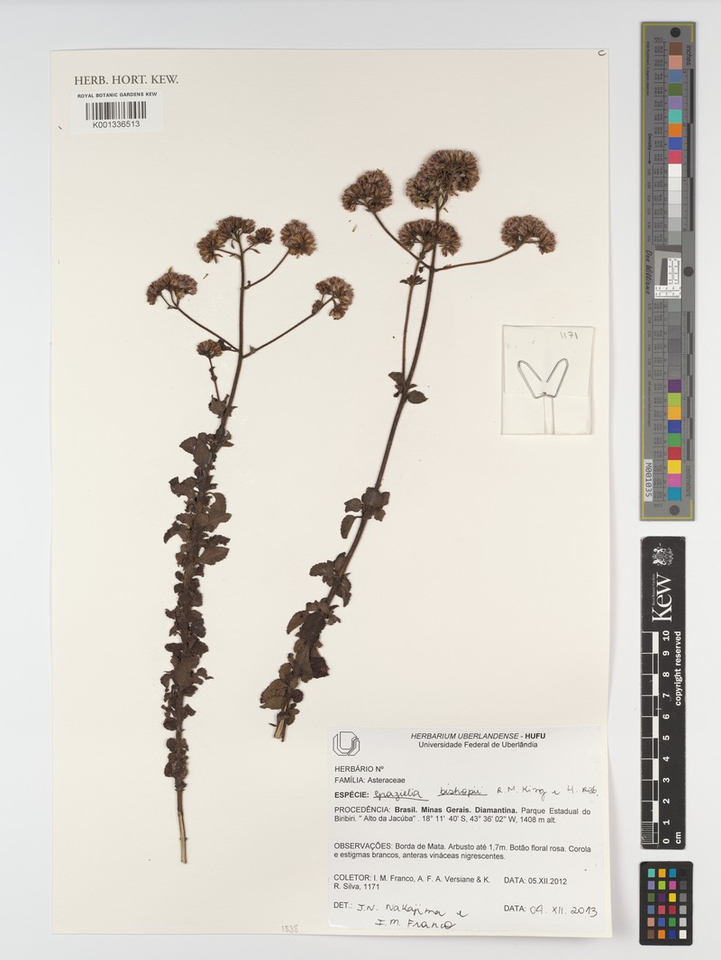 Grazielia bishopii photo 3