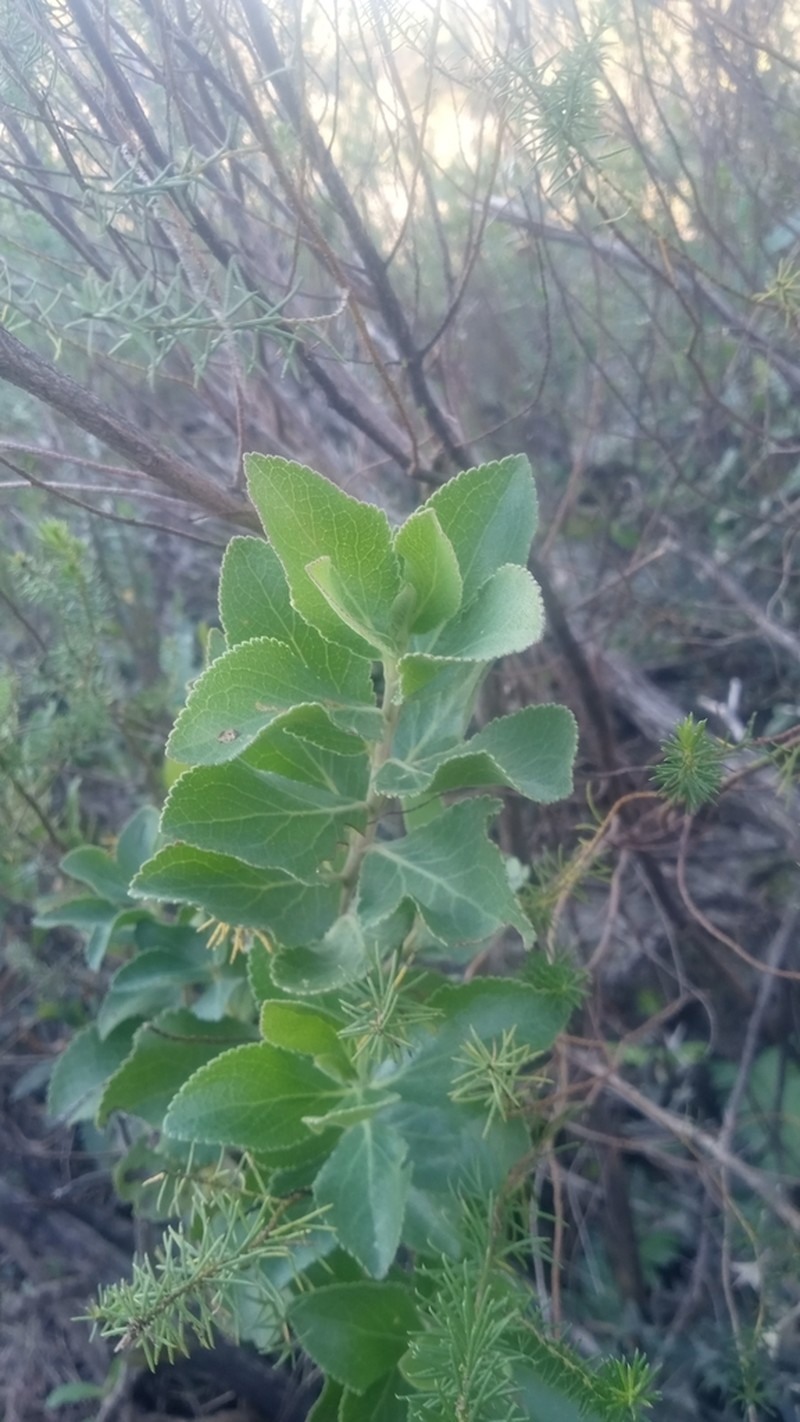 Grazielia brevipetiolata photo 3