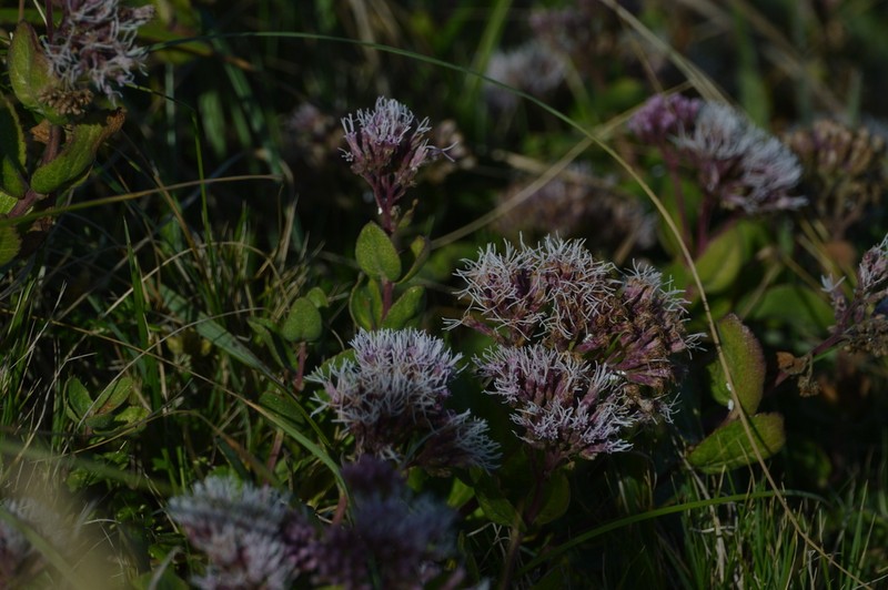 Grazielia brevipetiolata photo 6