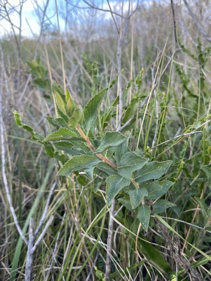 Grazielia brevipetiolata photo 7
