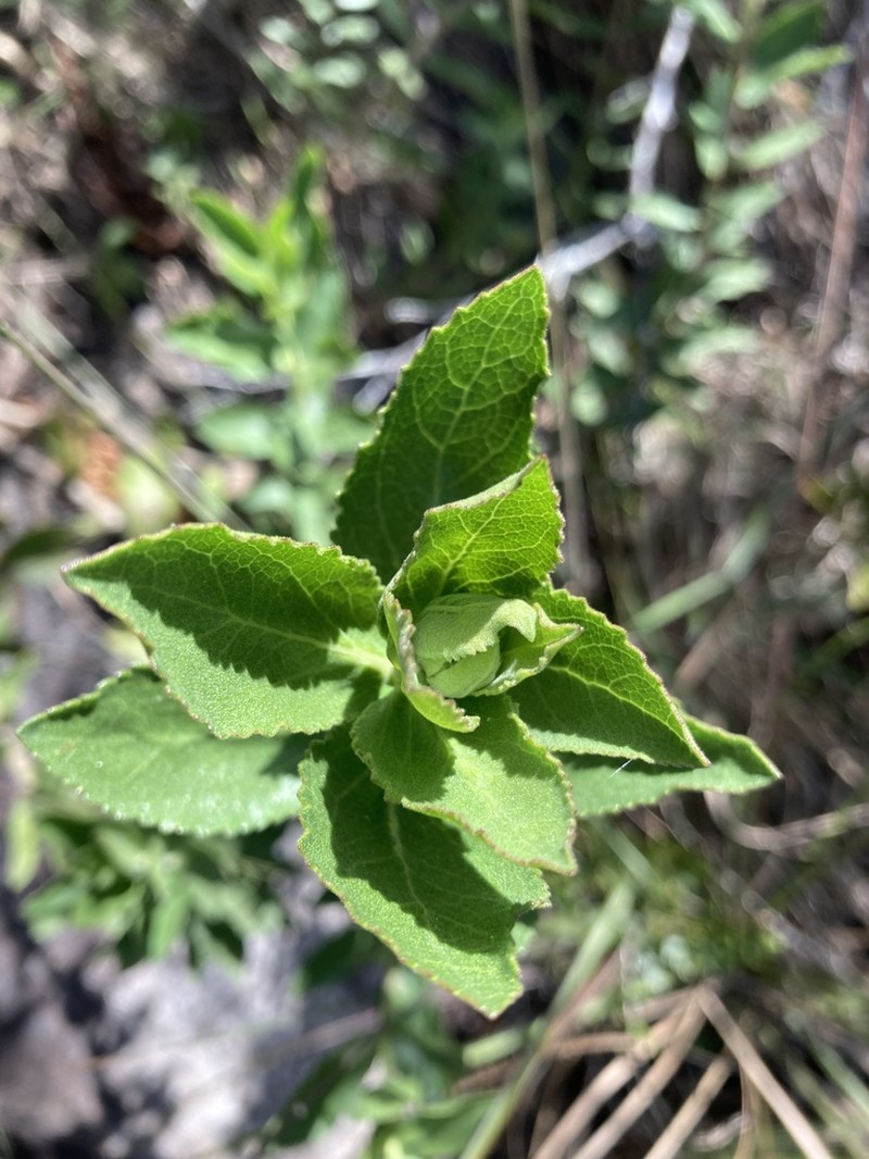 Grazielia brevipetiolata photo 8