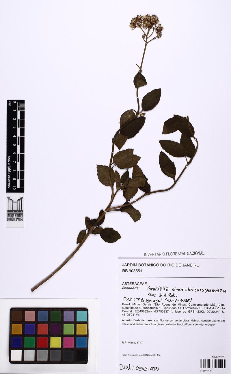 Grazielia dimorpholepis