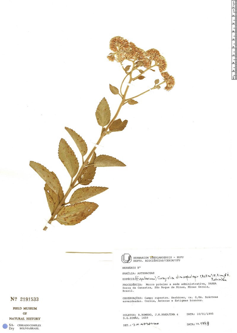 Grazielia dimorpholepis photo 2