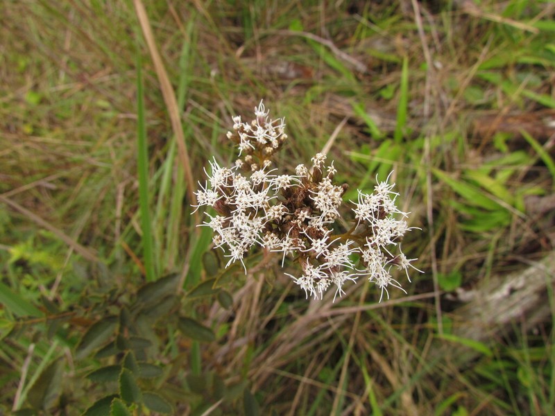 Grazielia gaudichaudiana