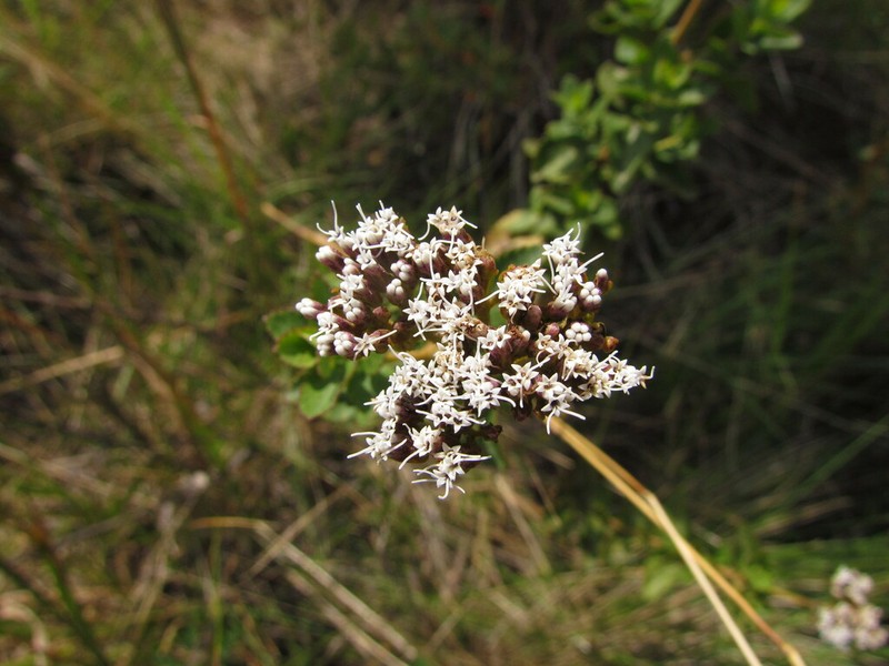 Grazielia gaudichaudiana photo 2