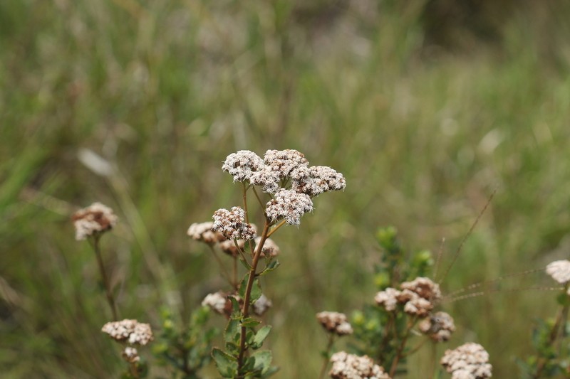 Grazielia gaudichaudiana photo 3