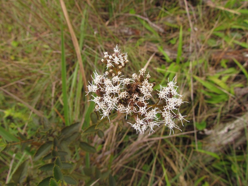 Grazielia gaudichaudiana photo 4