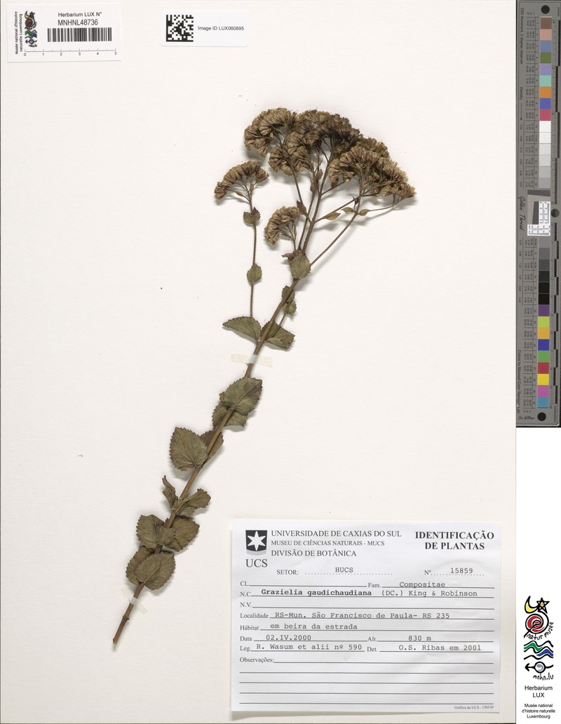 Grazielia gaudichaudiana photo 6
