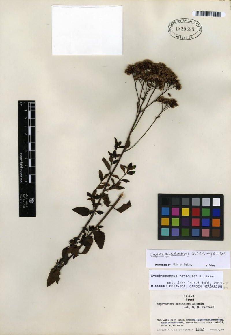 Grazielia gaudichaudiana photo 7
