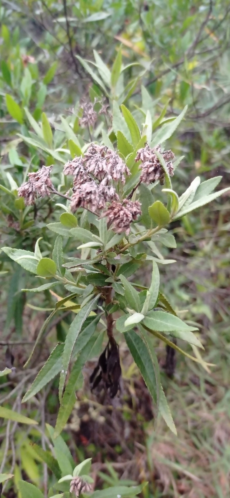 Grazielia intermedia photo 2