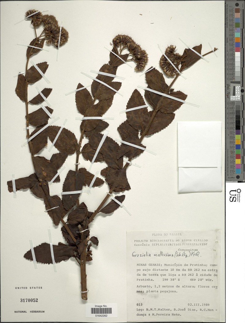 Grazielia mollissima