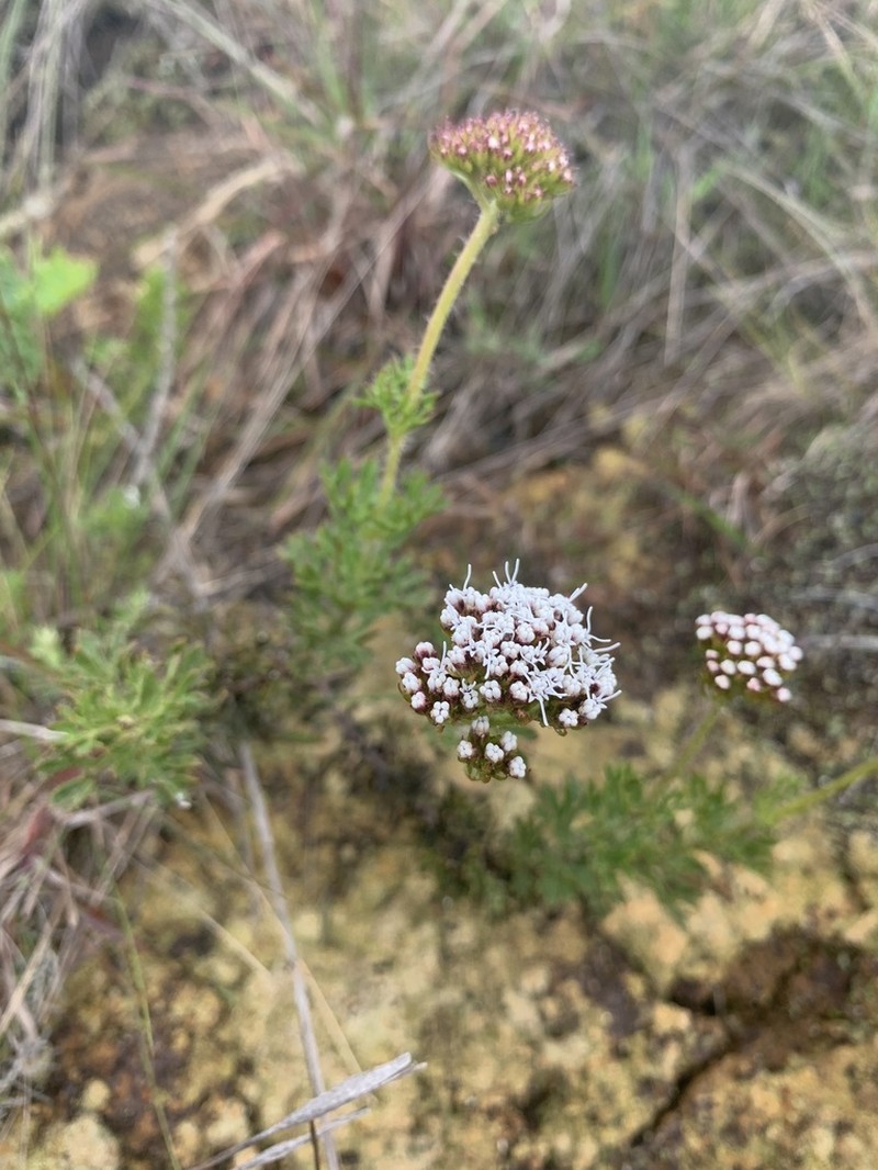 Grazielia multifida