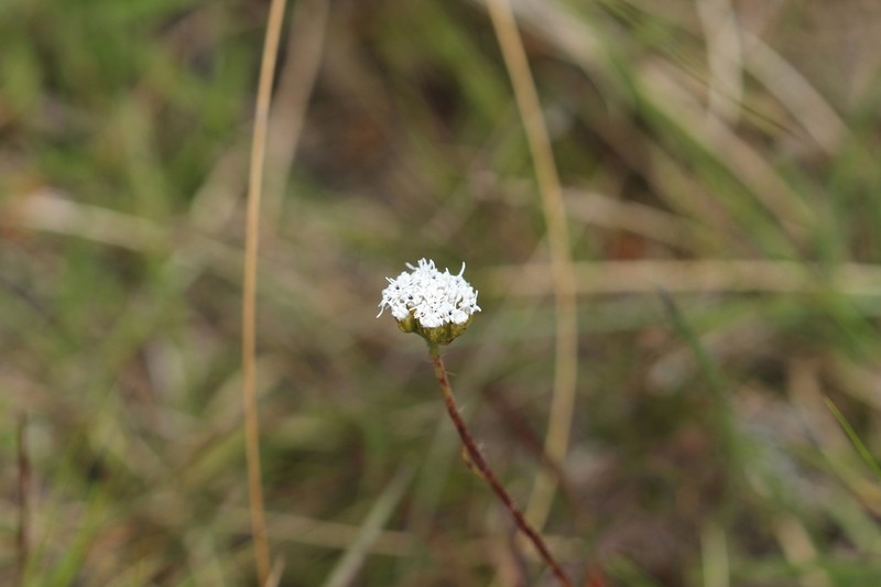 Grazielia multifida photo 3