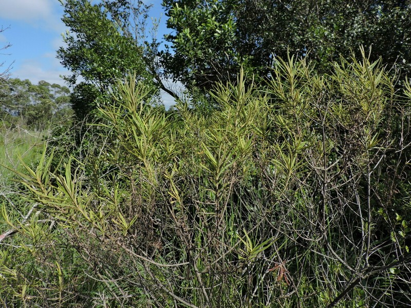 Grazielia serrata