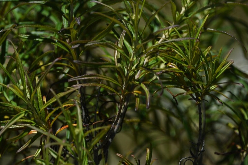 Grazielia serrata photo 2
