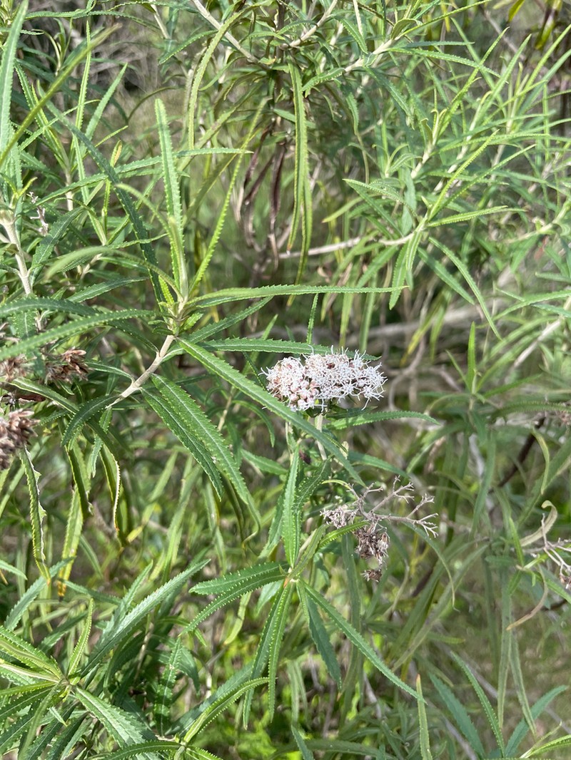 Grazielia serrata photo 3