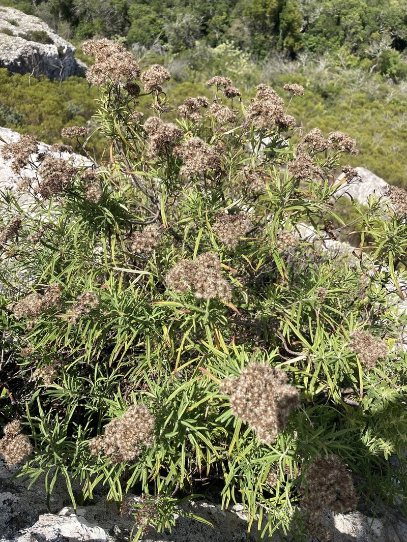 Grazielia serrata photo 4