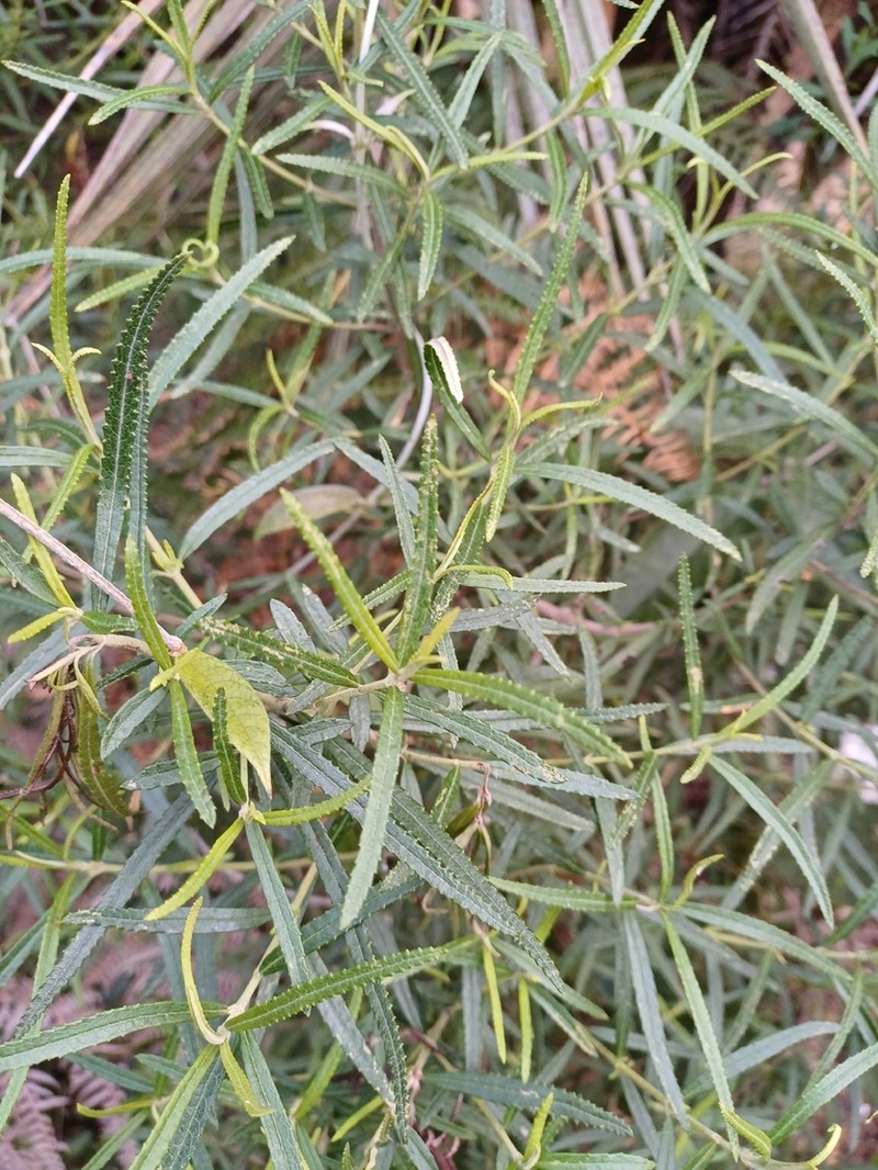 Grazielia serrata photo 5
