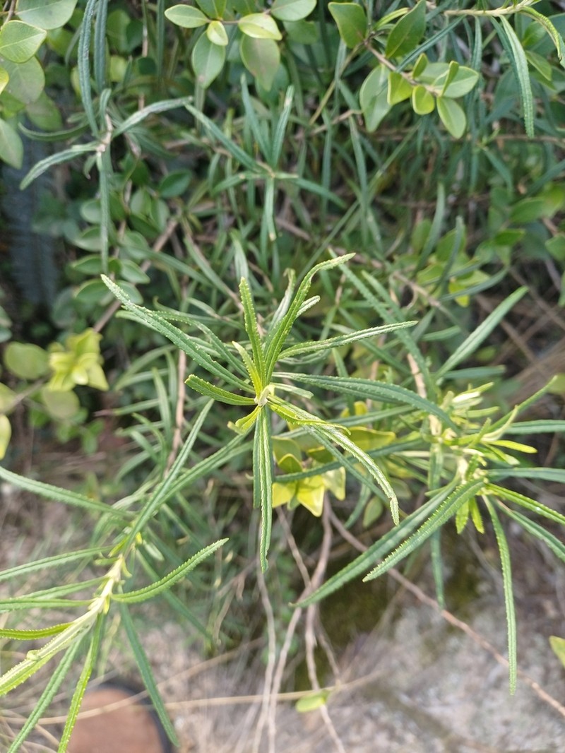 Grazielia serrata photo 6