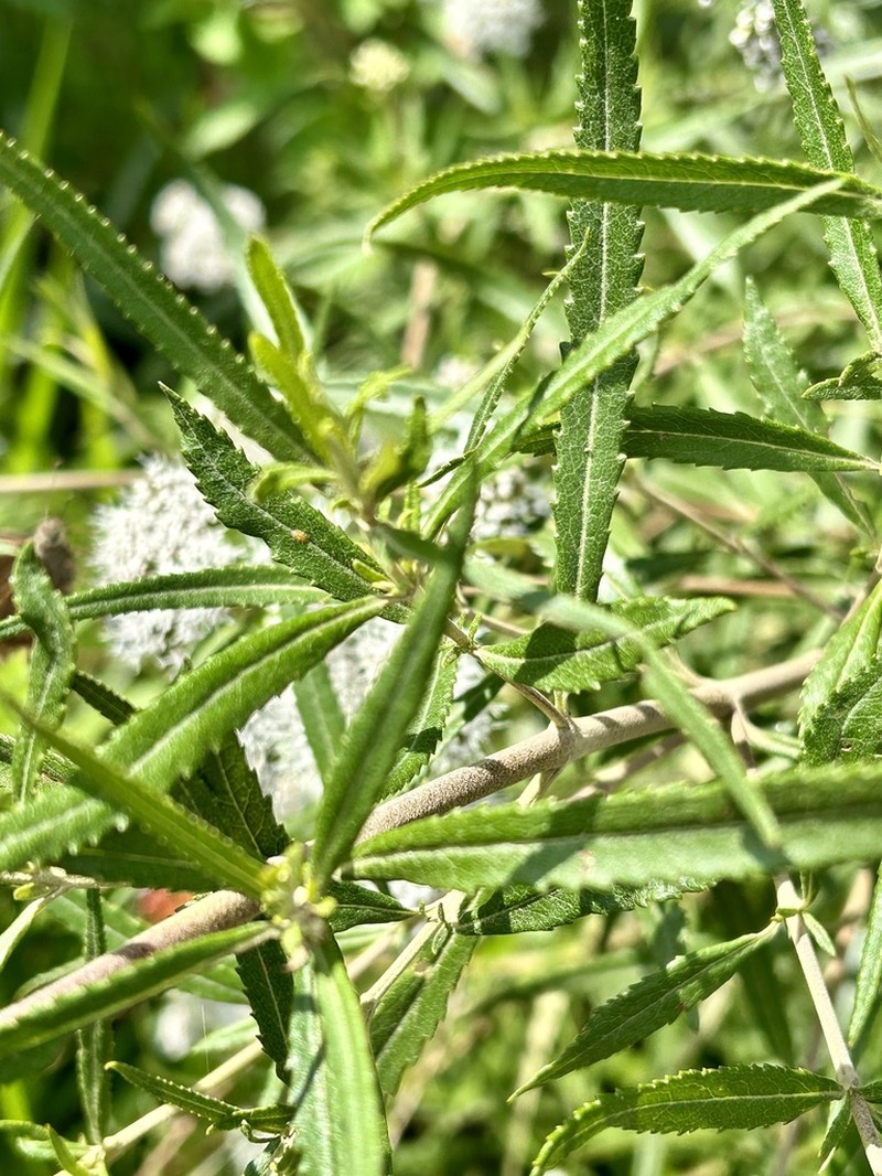 Grazielia serrata photo 7