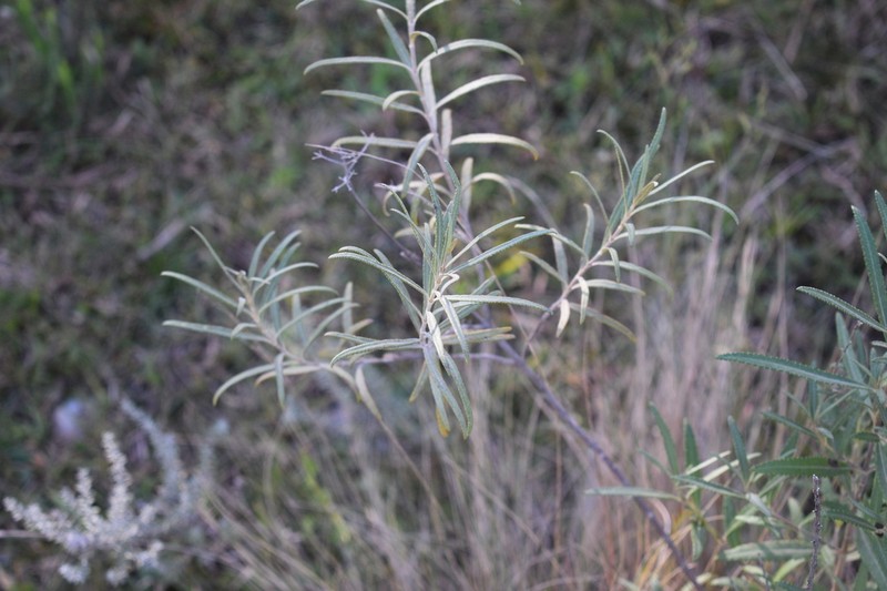 Grazielia serrata photo 8