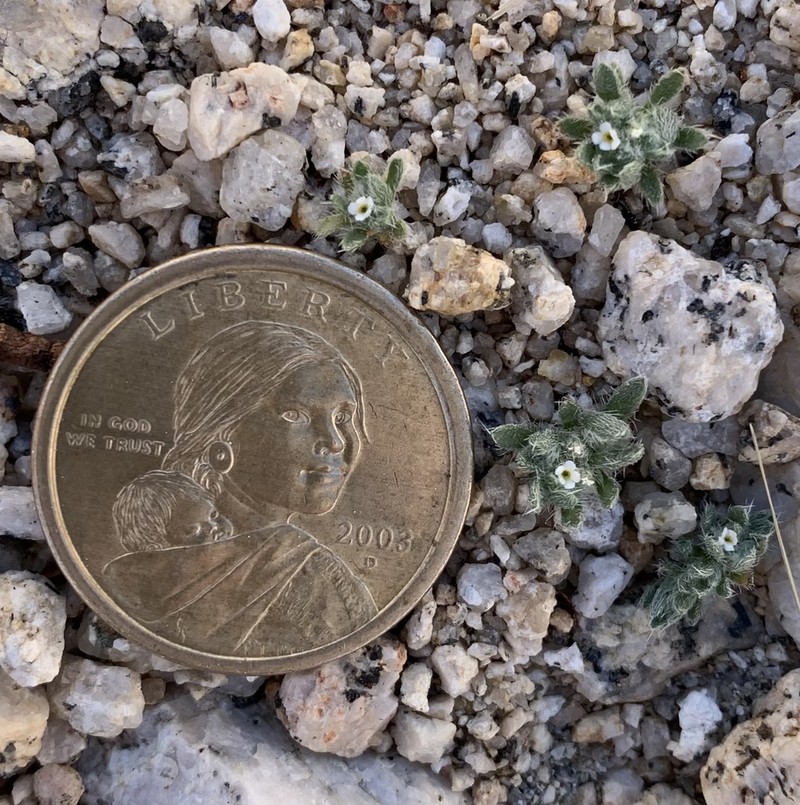 Cushion Cryptantha photo 2