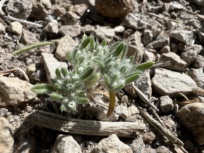 Cushion Cryptantha photo 3
