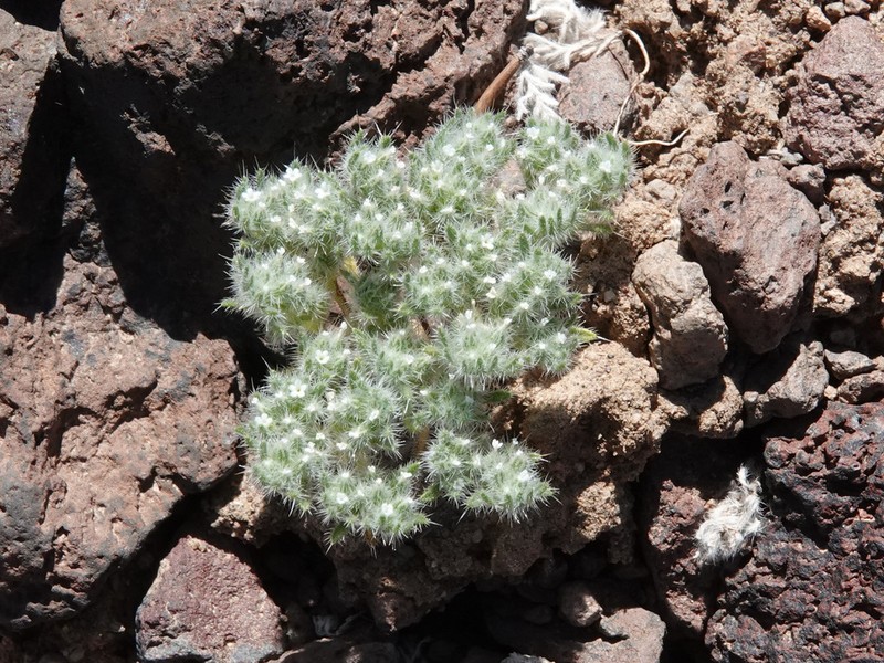 Cushion Cryptantha photo 4