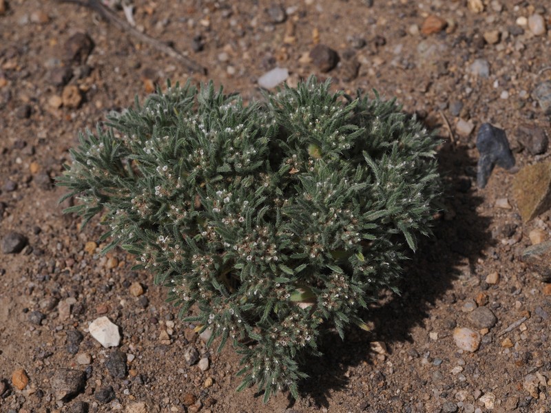 Cushion Cryptantha photo 5