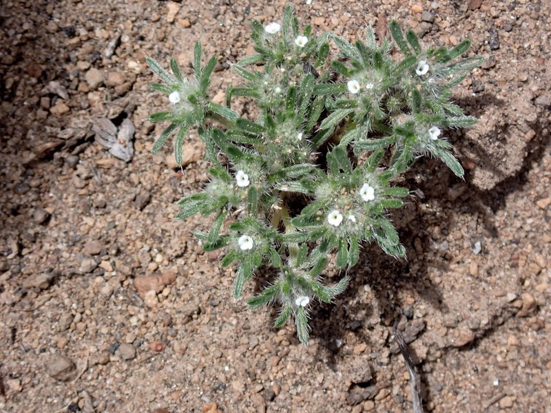 Cushion Cryptantha photo 6