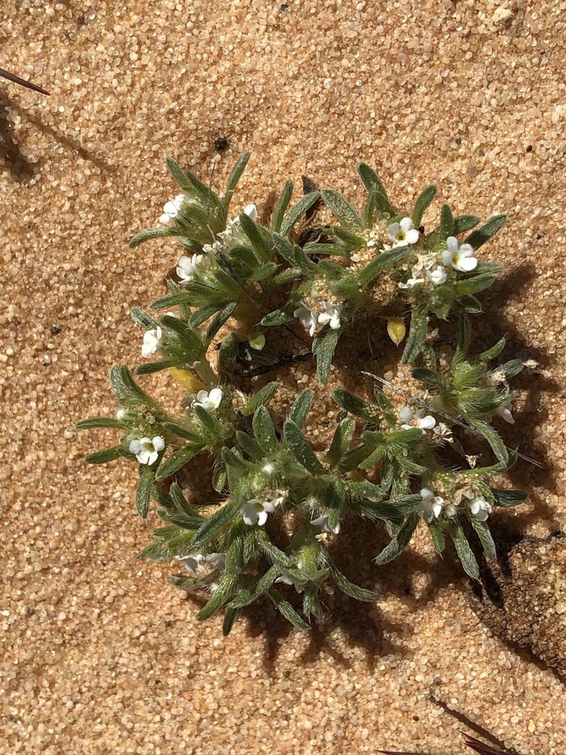 Cushion Cryptantha photo 7