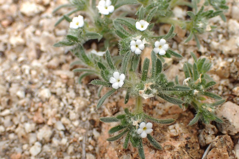 Cushion Cryptantha photo 8