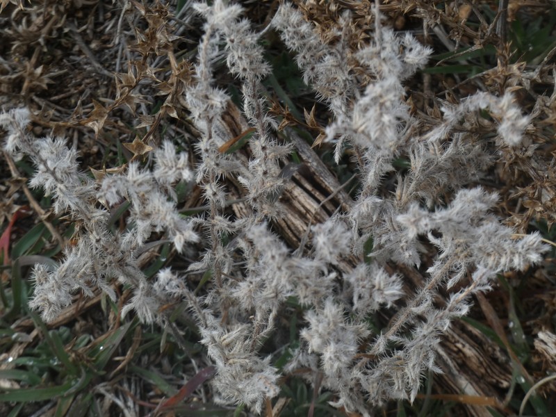 Greeneocharis circumscissa var. circumscissa