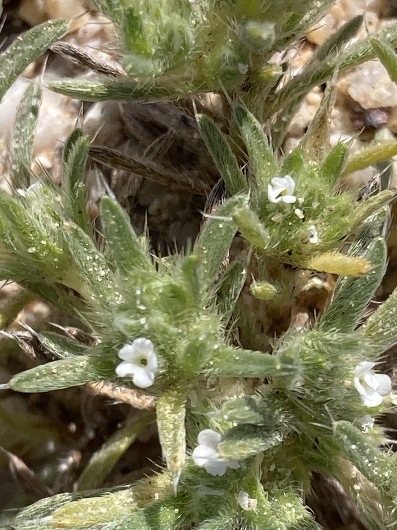 Greeneocharis circumscissa var. circumscissa photo 2