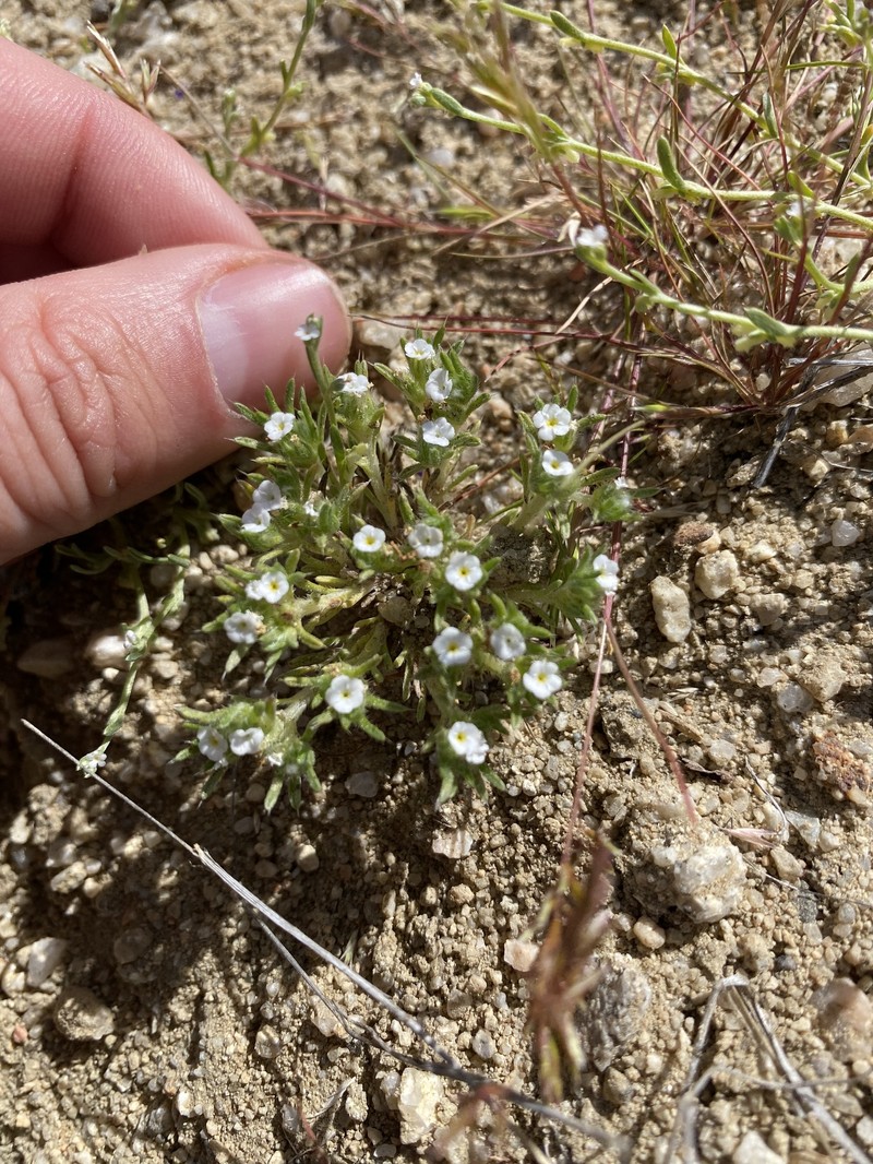 Greeneocharis circumscissa var. circumscissa photo 3
