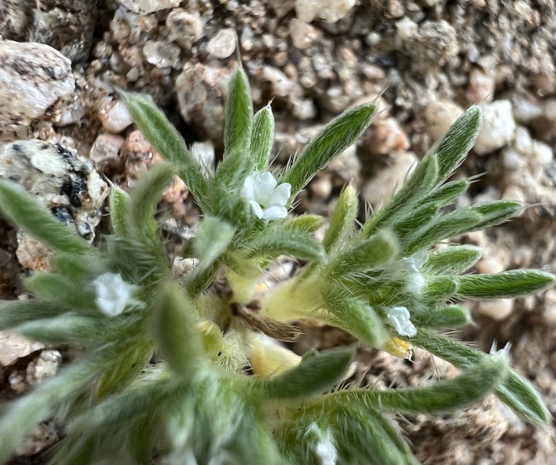 Greeneocharis circumscissa var. circumscissa photo 4