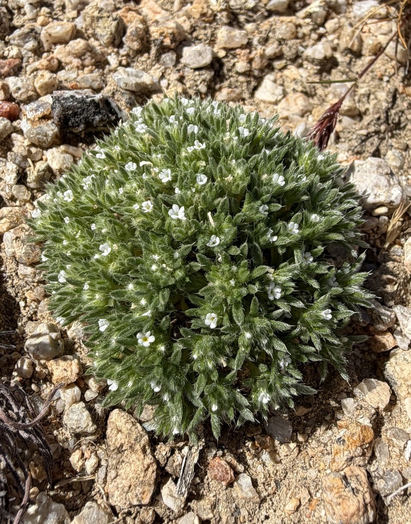 Greeneocharis circumscissa var. circumscissa photo 5